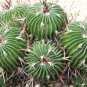 Echinofossulocactus Zacatecasensis  5 Seeds
