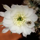 Echinopsis Ancistrophora aka Easter Lily Cactus  8 Seeds