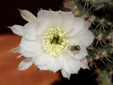Echinopsis Ancistrophora aka Easter Lily Cactus  8 Seeds