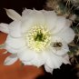 Echinopsis Ancistrophora aka Easter Lily Cactus  8 Seeds