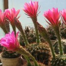 Echinopsis Mamillosa v. Flexilis   5 Seeds