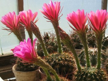Echinopsis Mamillosa v. Flexilis   5 Seeds