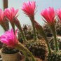 Echinopsis Mamillosa v. Flexilis   5 Seeds