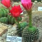 Echinopsis Mamillosa v. Flexilis   5 Seeds