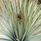 Yucca Whippiei aka Our Lords Candle   10 Seeds