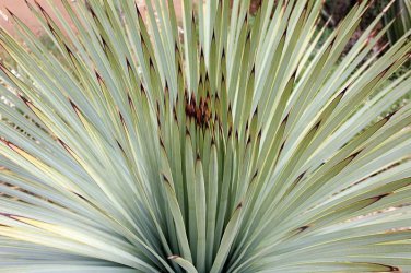 Yucca Whippiei aka Our Lords Candle   10 Seeds