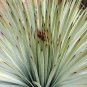 Yucca Whippiei aka Our Lords Candle   10 Seeds