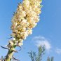 Yucca Whippiei aka Our Lords Candle   10 Seeds