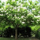 Catalpa Bignonioides aka Southern Catalpa   10 Seeds