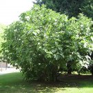 Ficus Carica aka Fig Tree   30 Seeds