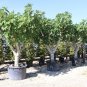Ficus Carica aka Fig Tree   30 Seeds