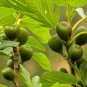 Ficus Carica aka Fig Tree   30 Seeds
