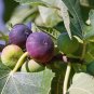 Ficus Carica aka Fig Tree   30 Seeds