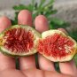 Ficus Carica aka Fig Tree   30 Seeds