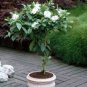 Gardenia Jasminoides aka Cape Jasmine Seeds   50 Seeds