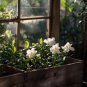 Gardenia Jasminoides aka Cape Jasmine Seeds   50 Seeds