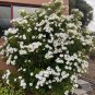 Gardenia Thunbergia aka Wild Gardenia   5 Seeds