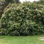 Gardenia Thunbergia aka Wild Gardenia   5 Seeds