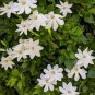 Gardenia Thunbergia aka Wild Gardenia   5 Seeds