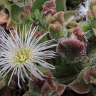 mesembryanthemum crystallinum aka Iceplant 10 Seeds