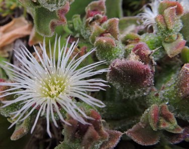 mesembryanthemum crystallinum aka Iceplant 10 Seeds