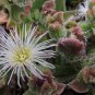 mesembryanthemum crystallinum aka Iceplant 10 Seeds