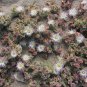 mesembryanthemum crystallinum aka Iceplant 10 Seeds
