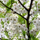 Styrax Japonica aka Japanese Snowbell   10 Seeds