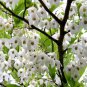 Styrax Japonica aka Japanese Snowbell   10 Seeds