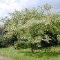 Styrax Japonica aka Japanese Snowbell   10 Seeds