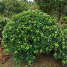 Pittosporum tobira, aka Cheesewood, Japanese Mock-orange 15 Seeds