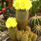 Eriocactus Leninghausii aka Golden Torch Cactus  5 Seeds