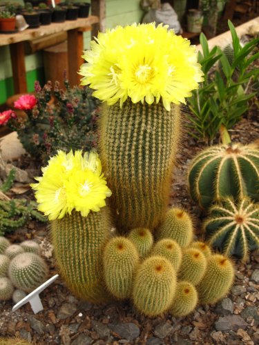 Eriocactus Leninghausii aka Golden Torch Cactus  5 Seeds