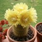 Eriocactus Leninghausii aka Golden Torch Cactus  5 Seeds
