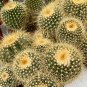 Eriocactus Leninghausii aka Golden Torch Cactus  5 Seeds