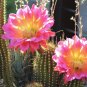 Echinopsis Narvacensis aka Trichocereus narvaecensis  5 Seeds