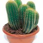 Echinopsis Narvacensis aka Trichocereus narvaecensis  5 Seeds