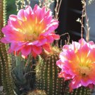 Echinopsis Rhodotricha  5 Seeds