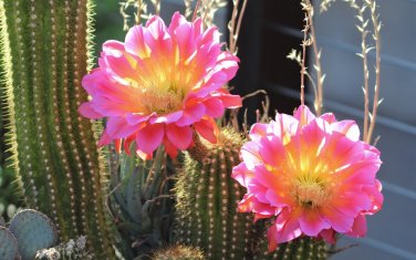 Echinopsis Rhodotricha  5 Seeds