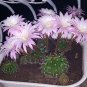 Echinopsis Rhodotricha  5 Seeds