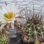Echinopsis Rhodotricha  5 Seeds
