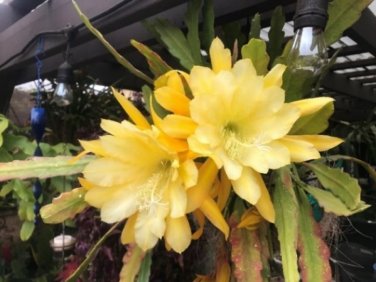 Epiphyllum Hybrid Grossbluming  5 Seeds