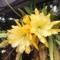 Epiphyllum Hybrid Grossbluming  5 Seeds