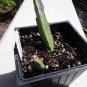Epiphyllum Hybrid Grossbluming  5 Seeds