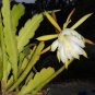 Epiphyllum Hybrid Grossbluming  5 Seeds