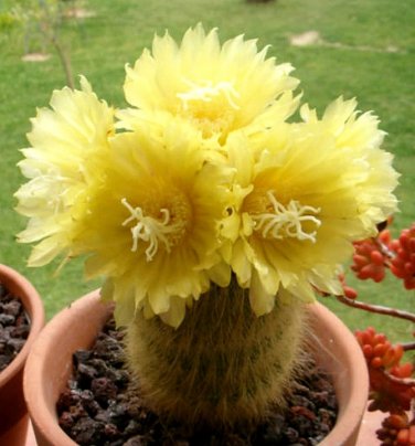 Eriocactus Claviceps  5 Seeds