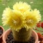 Eriocactus Claviceps  5 Seeds