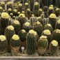 Eriocactus Claviceps  5 Seeds