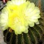 Eriocactus Claviceps  5 Seeds