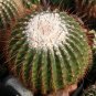 Eriocactus Claviceps  5 Seeds